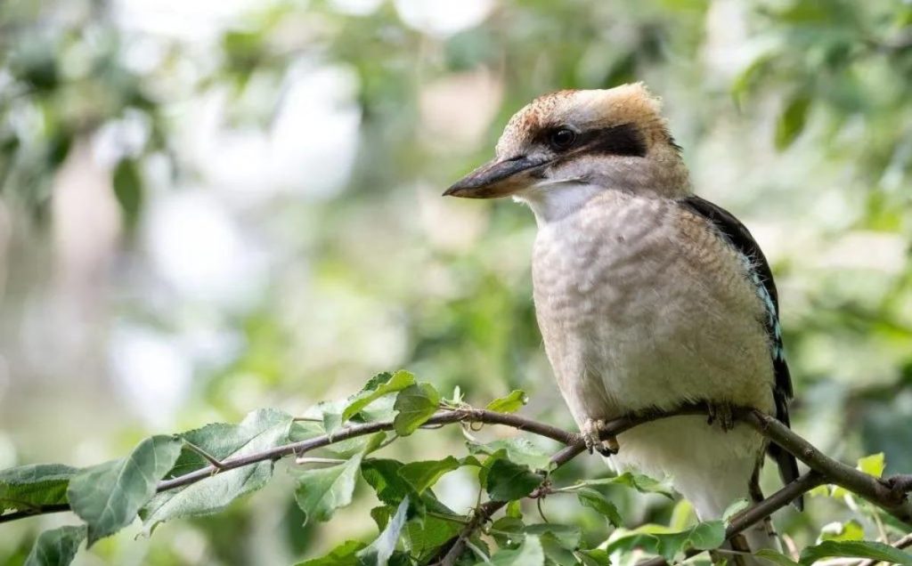 Laughing Kookaburra