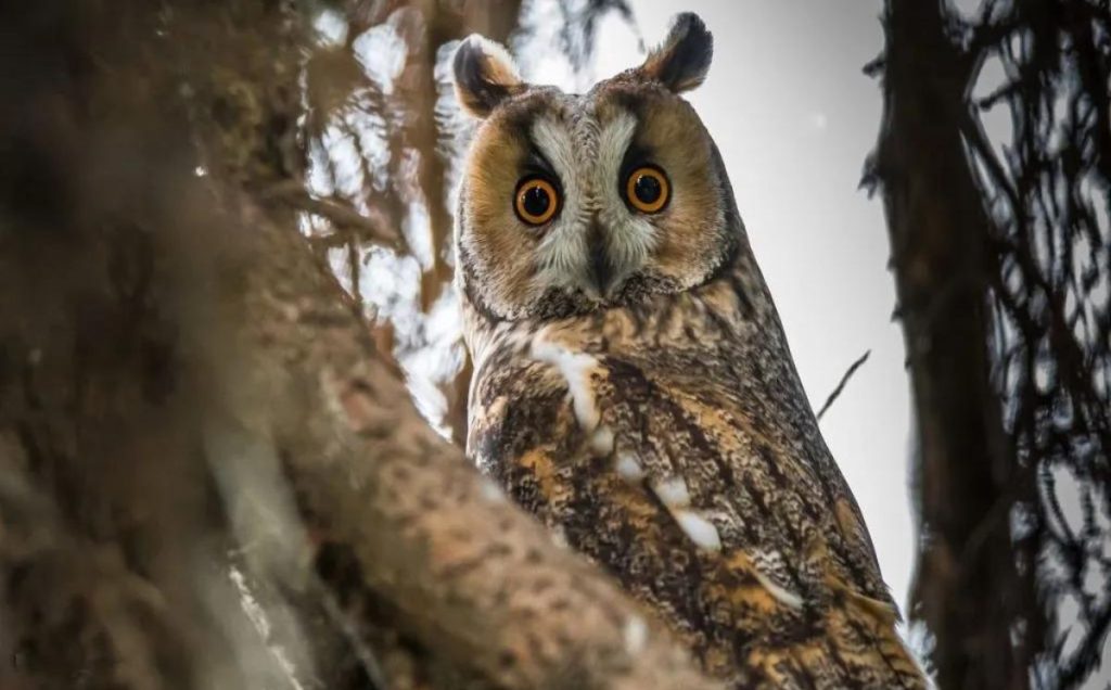 Long-eared Owl
