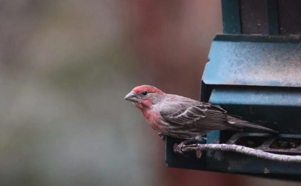 Male House Finch (Haemorhous mexicanus)