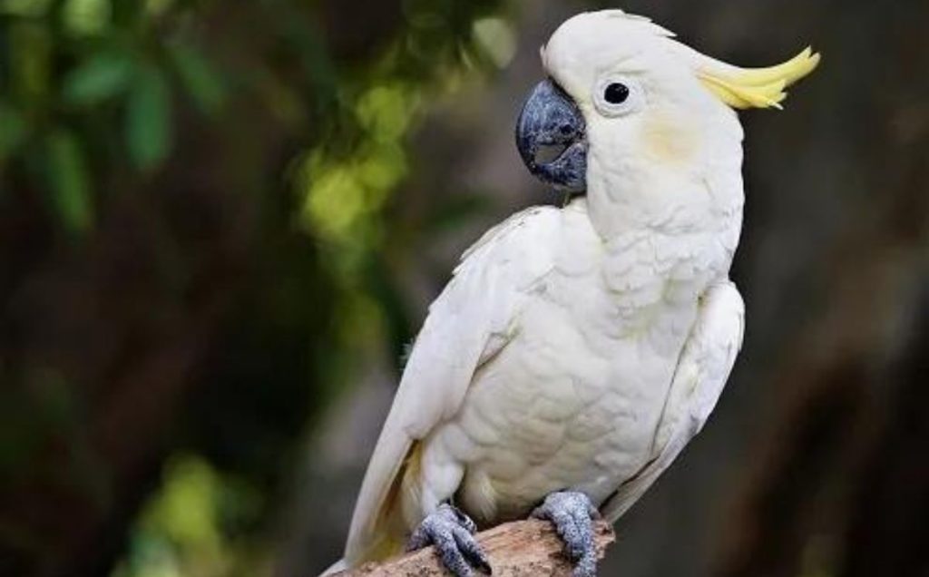 Meet the Cockatoos:  The Feathered Companions with a Flair for Living Long