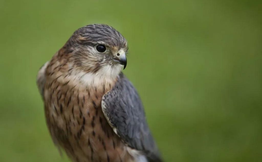 Merlin: The Small But Fierce Falcon