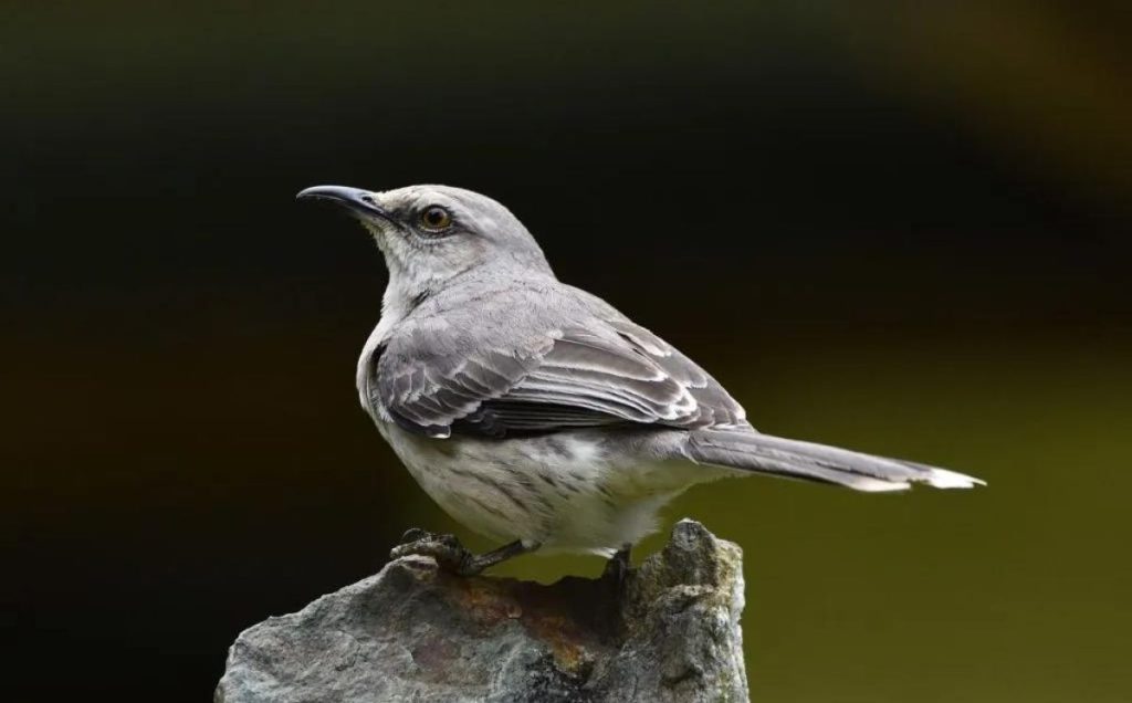 Mimicking Birds