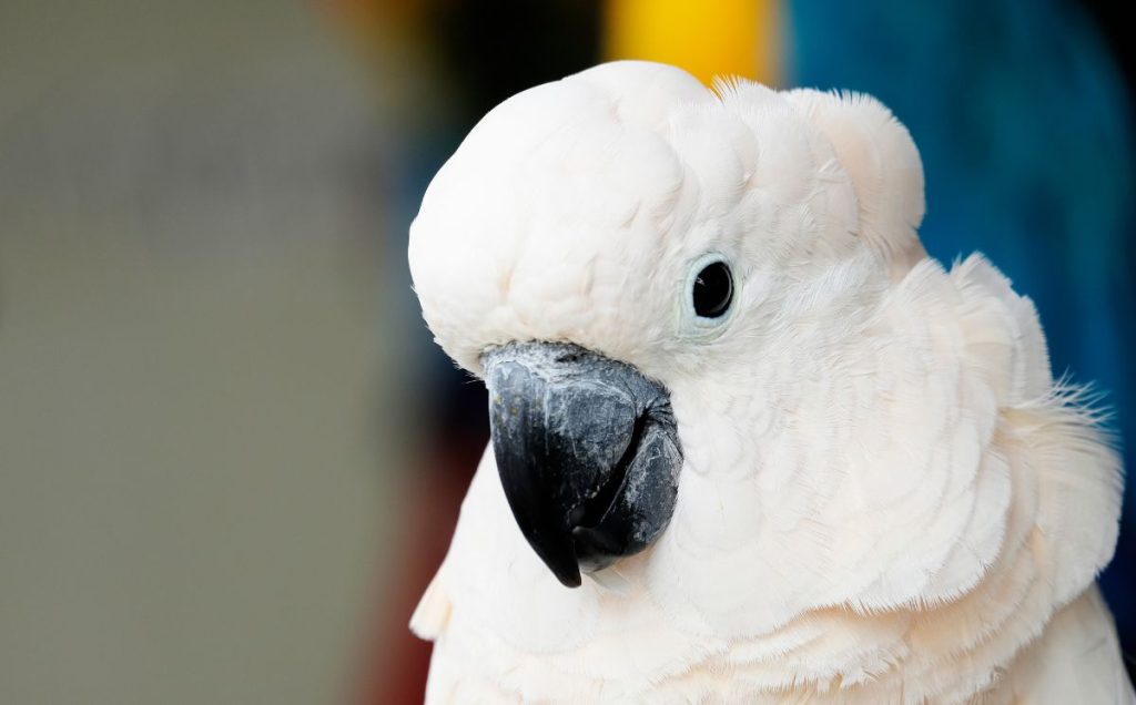 Moluccan Cockatoo