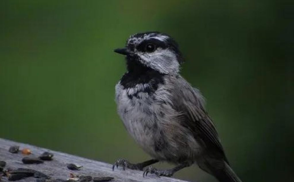 Mountain Chickadee