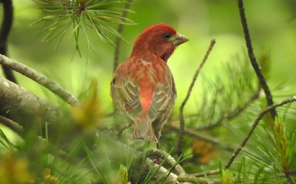 Nesting Habits and Breeding