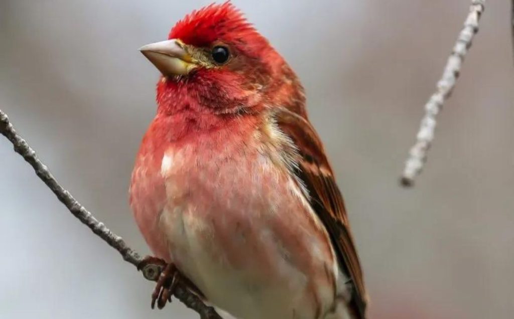 New Hampshire’s Avian Emblem: The Purple Finch