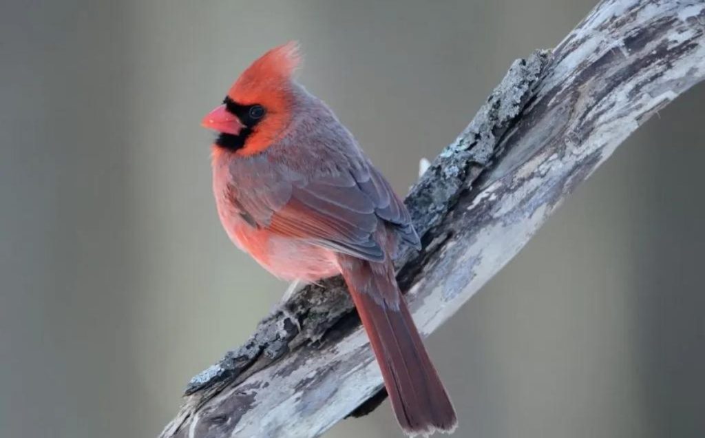 Northern Cardinal (Cardinalis cardinalis)