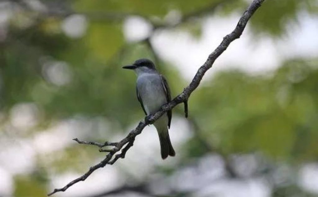 Northern Mockingbird