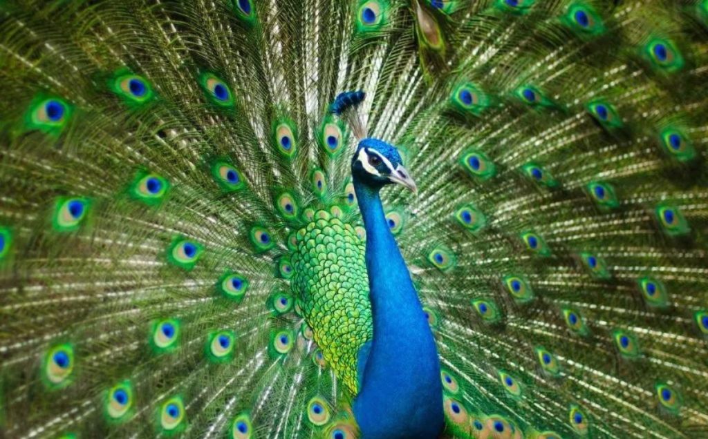 Peacock