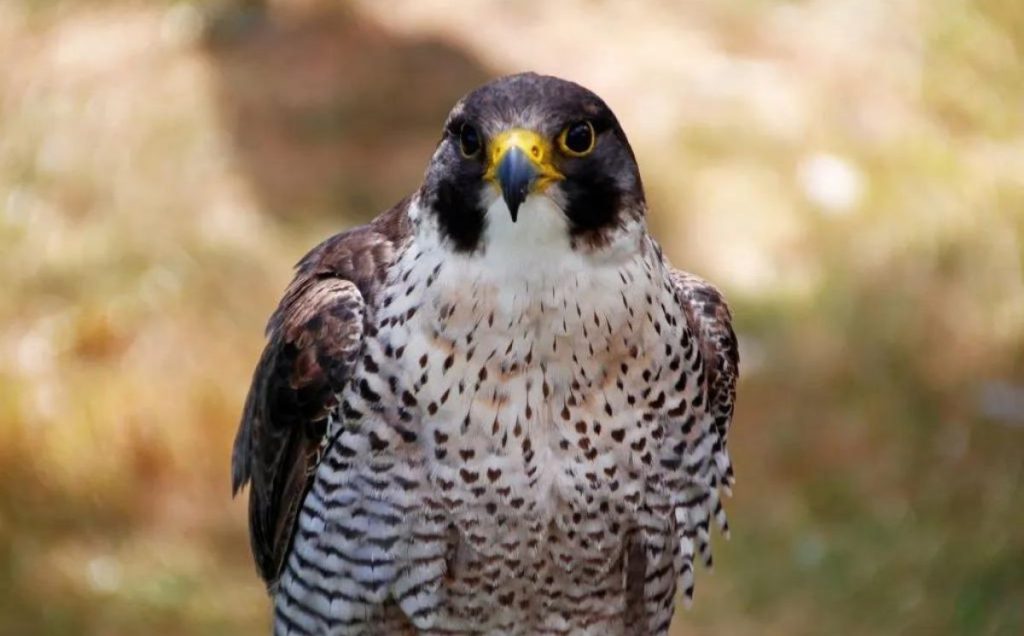 Peregrine Falcon: The Speedy Skydiver