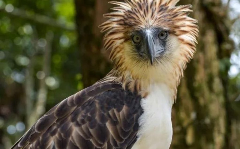Philippine Eagle (Pithecophaga jefferyi)