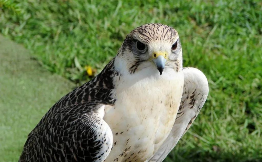 Prairie Falcon:  The Grassland Guardian