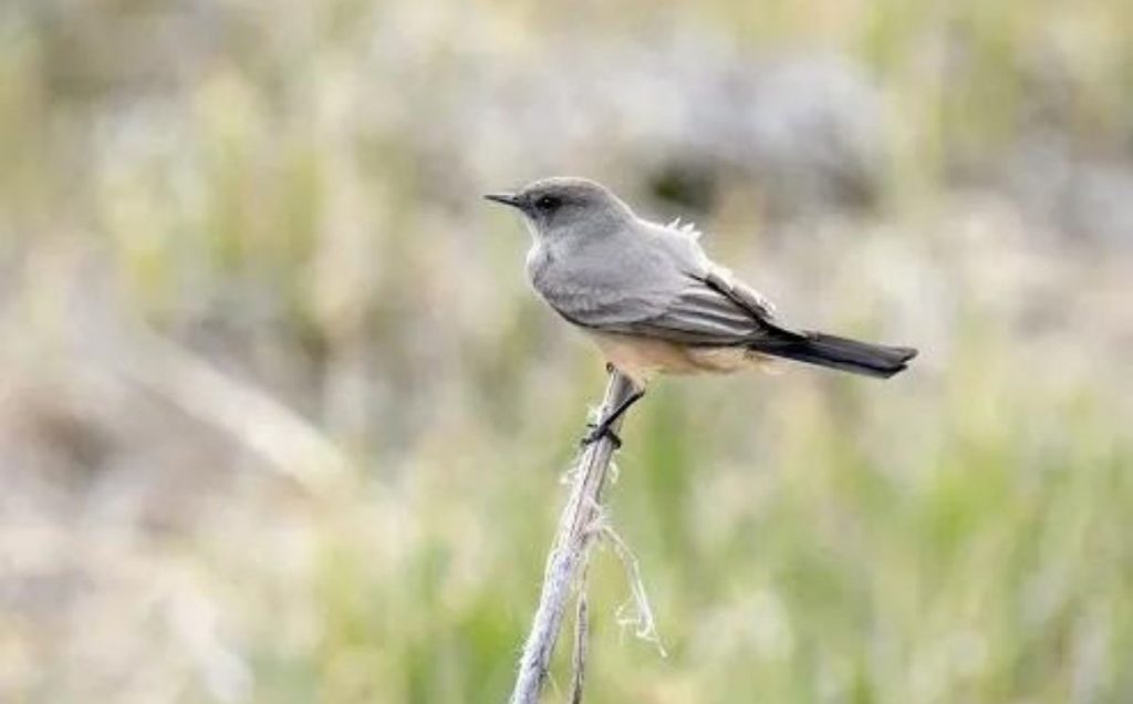 Say’s Phoebe