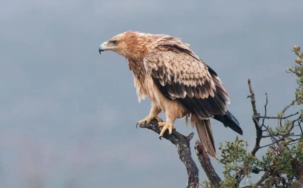 Spanish Imperial Eagle (Aquila adalberti)
