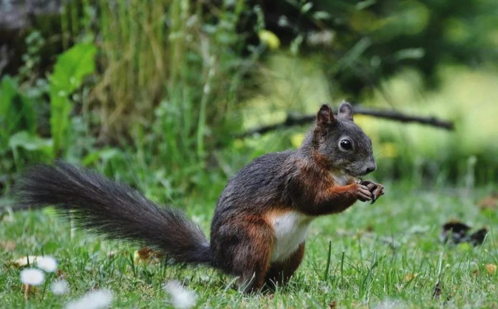 Squirrels: Not Just Prey