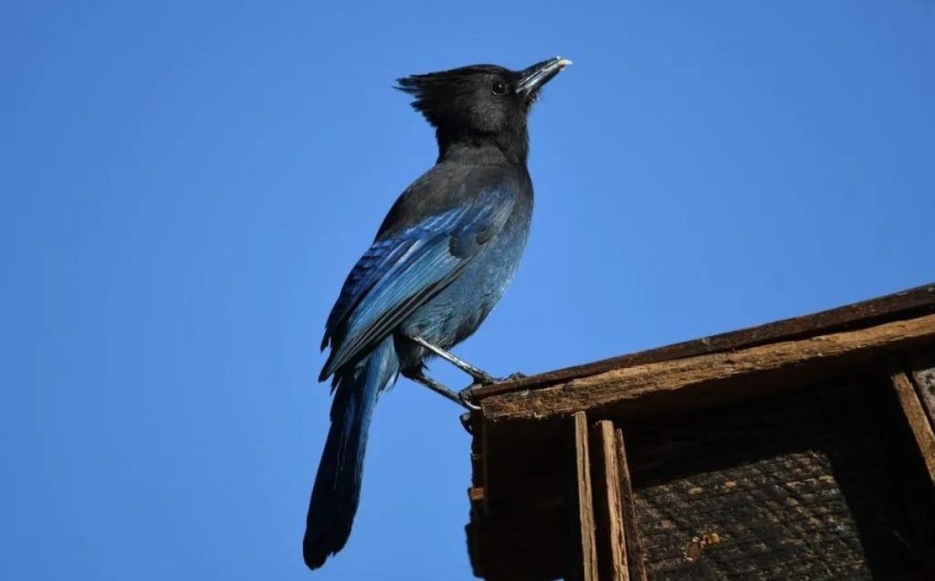 Steller’s Jay