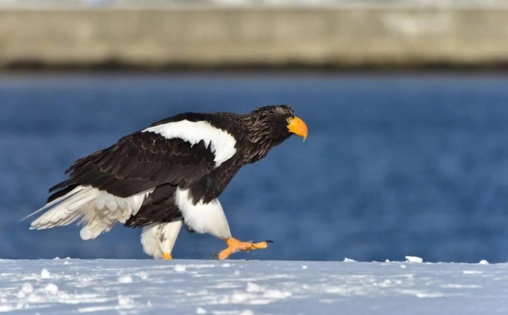 Steller’s Sea Eagle (Haliaeetus pelagicus)