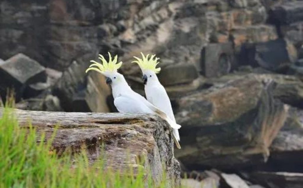 Sulfur-Crested Cockatoo