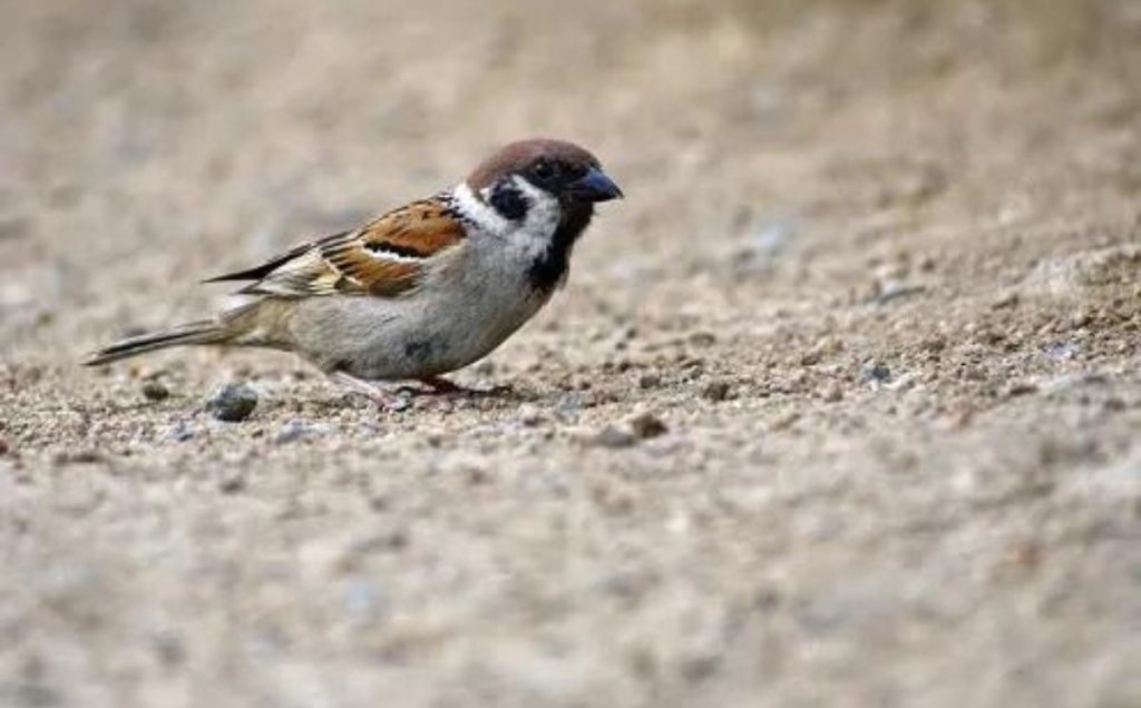 The Ecosystem Role of Bird Droppings