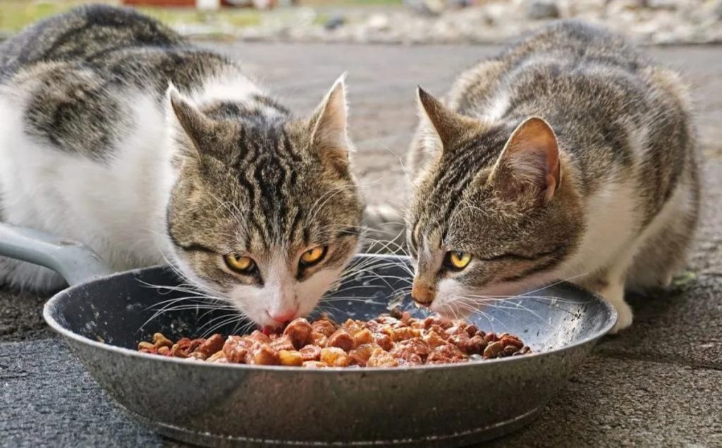The Issue With Cat Food