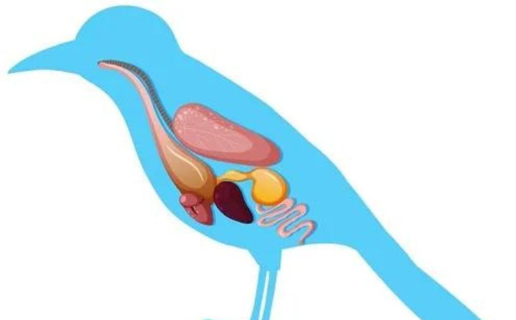 The Unsung Heroes: Bird Kidneys