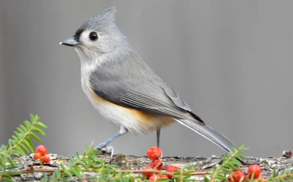 Tufted Titmouse