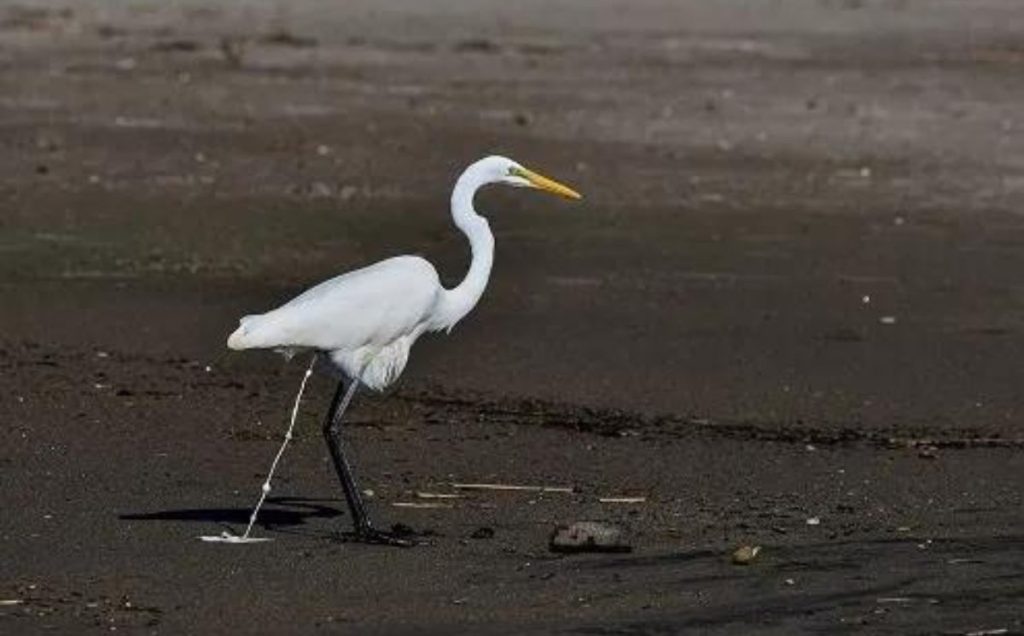 Understanding Bird Anatomy