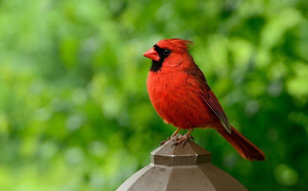 Vermilion Cardinal (Cardinalis phoeniceus)