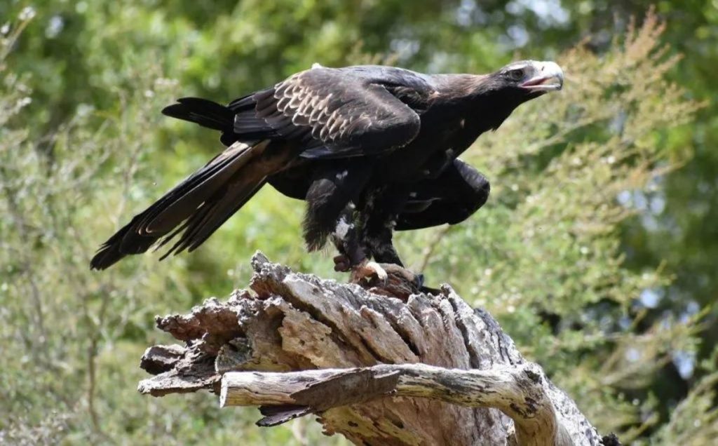 Wedge-tailed Eagle (Aquila audax)
