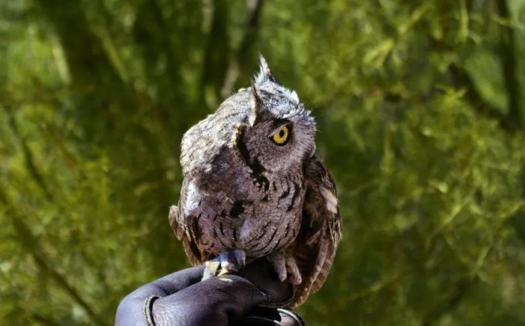 Western Screech Owl