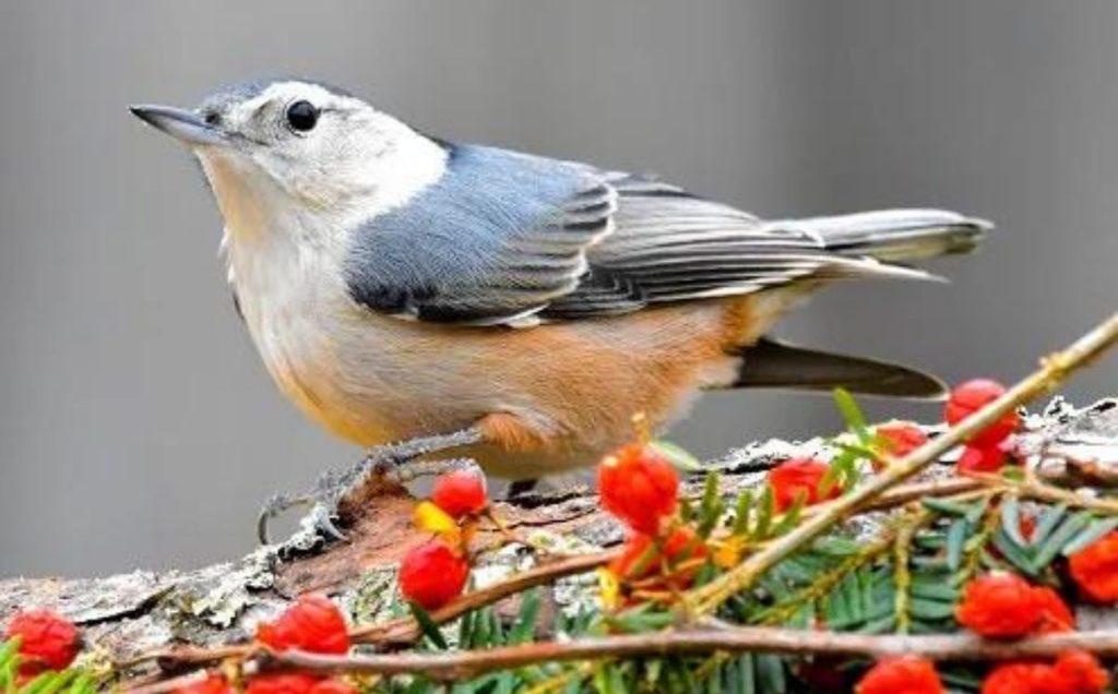 White-breasted Nuthatch