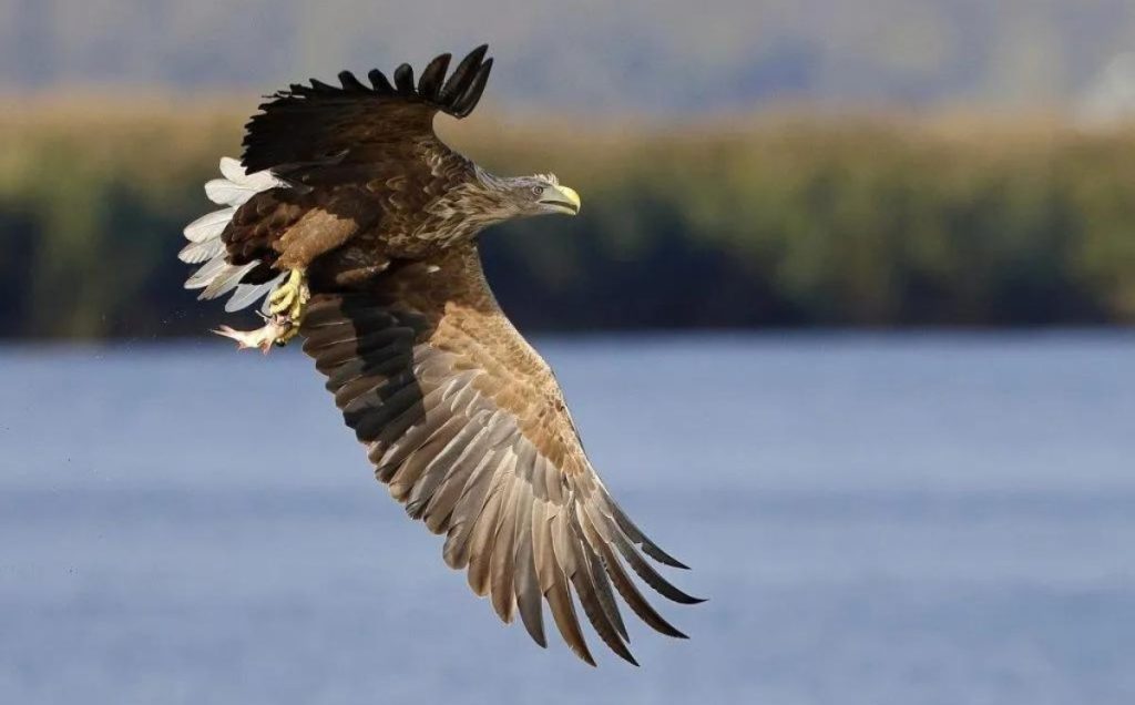 White-tailed Eagle (Haliaeetus albicilla)