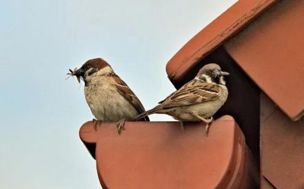 Who Are These Feathered Squatters