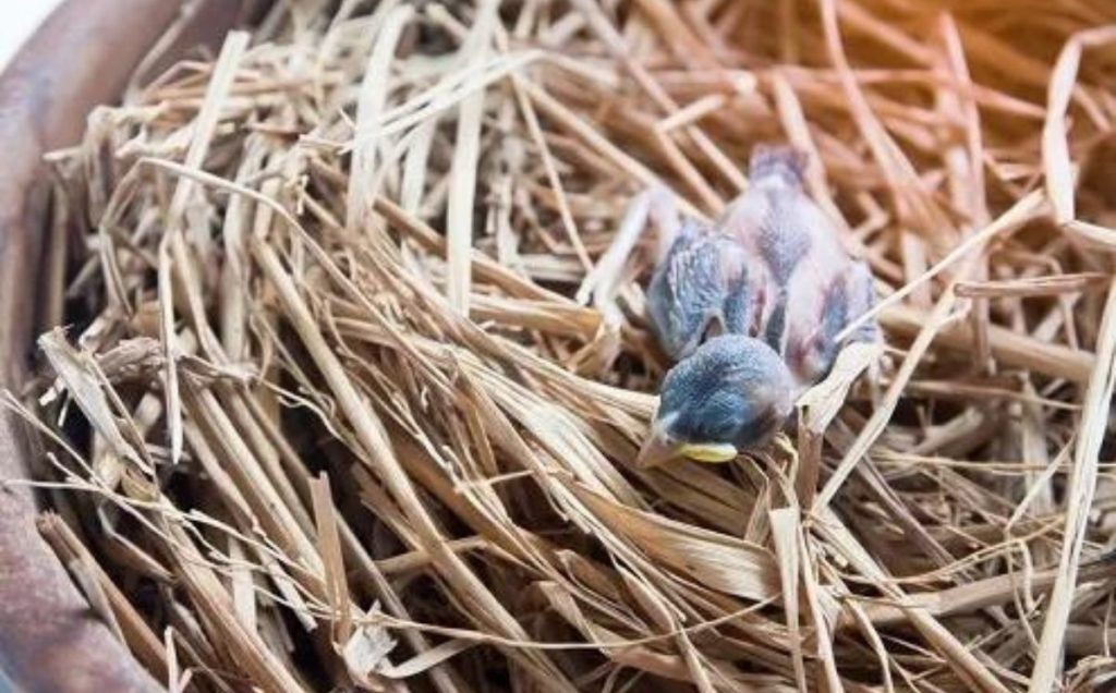 Why Do Birds Love Attics