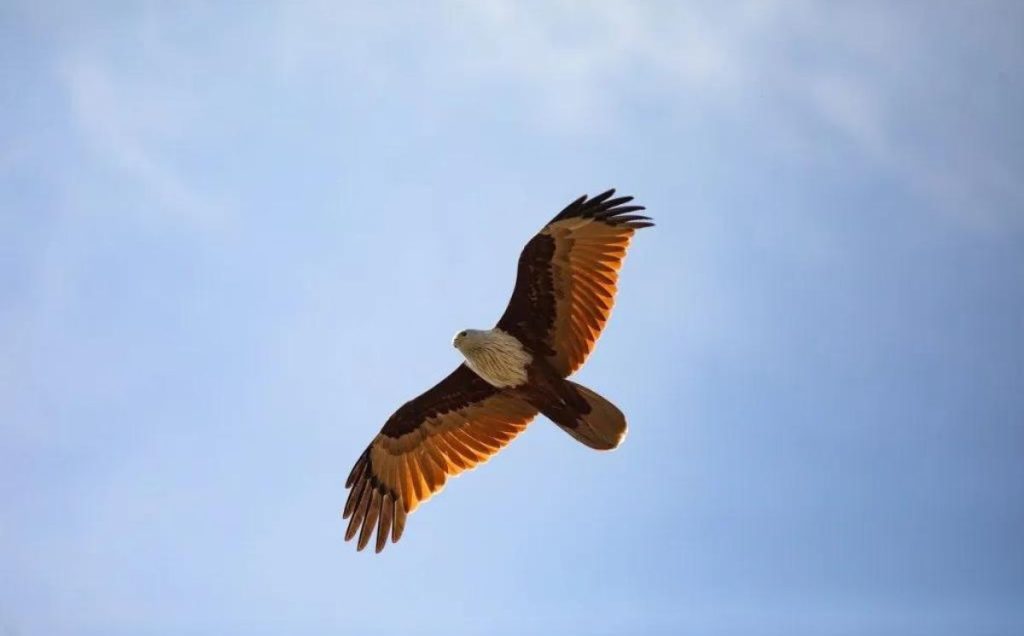 Wingspan and Wing Shape