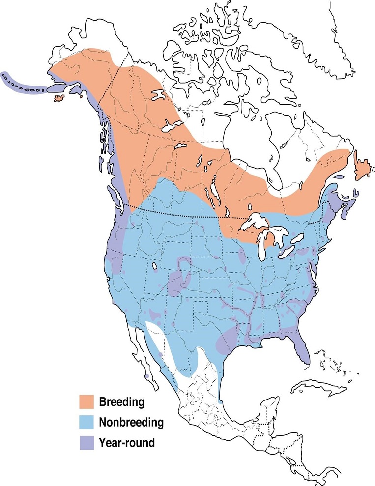 Bald Eagles Range Map: