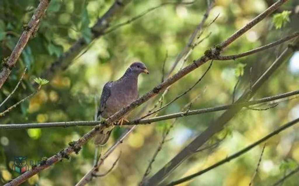 Band-tailed Pigeons: The Twilight Singers