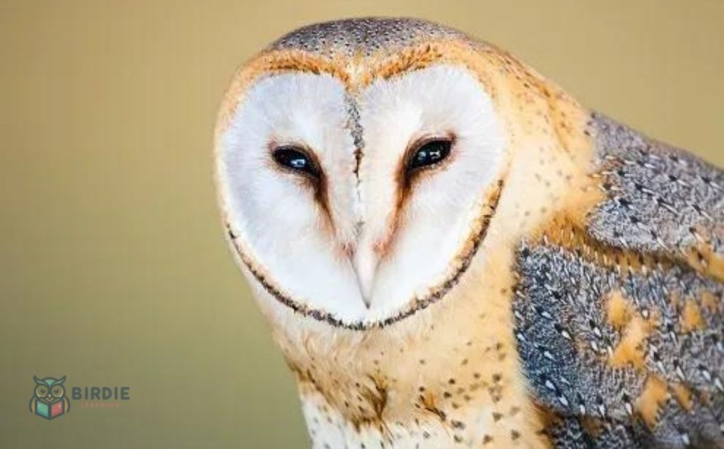 Barn Owl