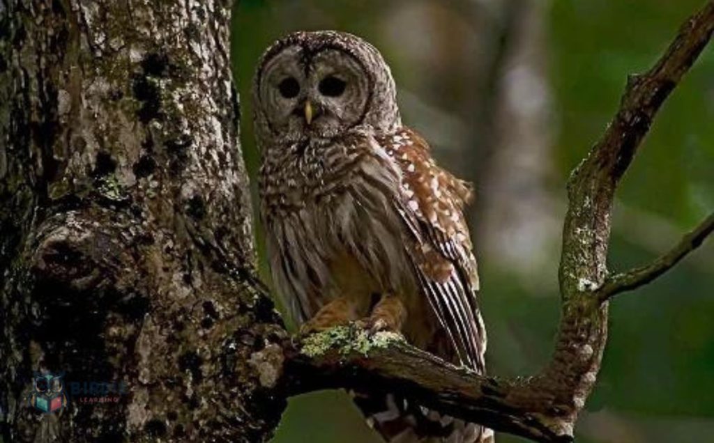 Barred Owl