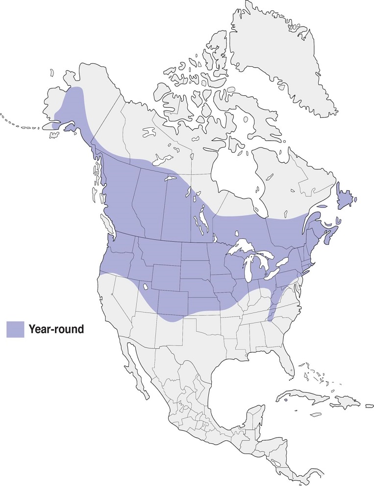 Black-capped Chickadees