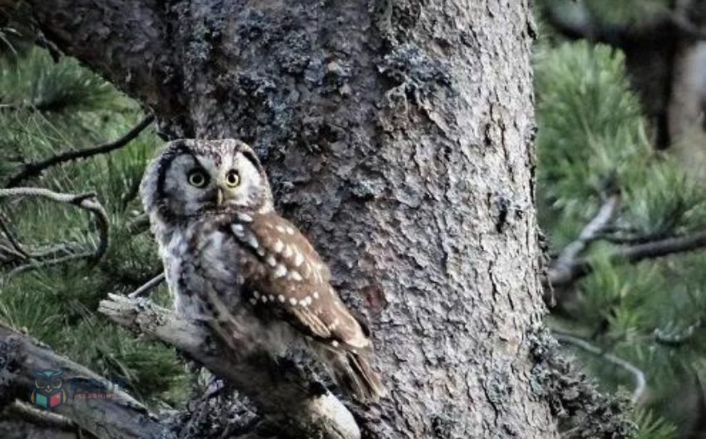 Boreal Owl (Tengmalm’s Owl)