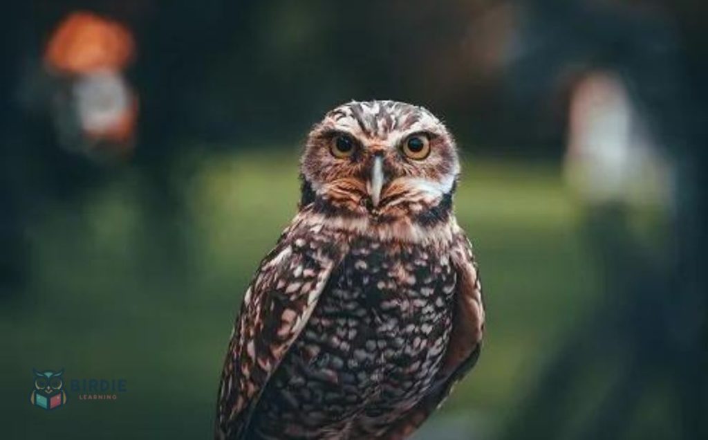 Burrowing Owl