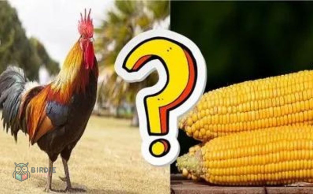 Can Chickens Eat Whole Corn