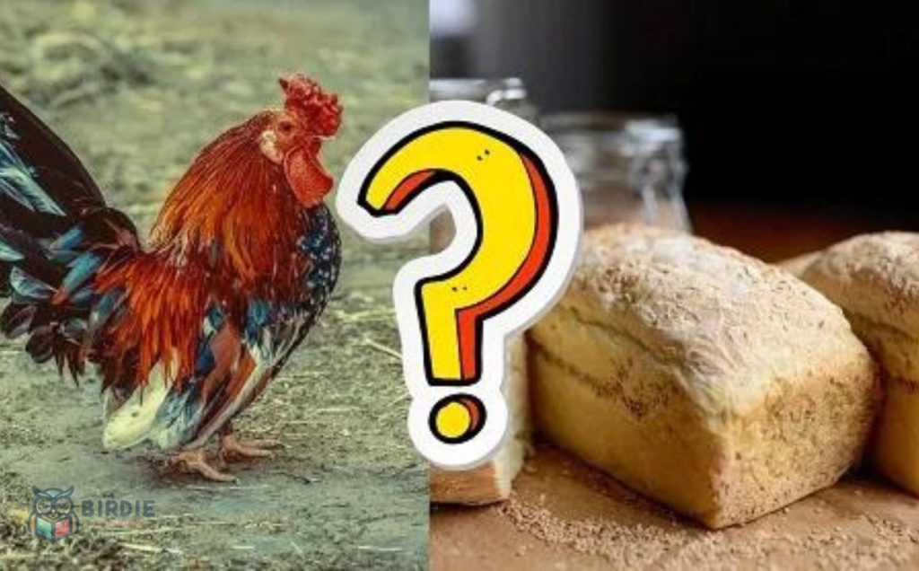Can Chickens Have Bread