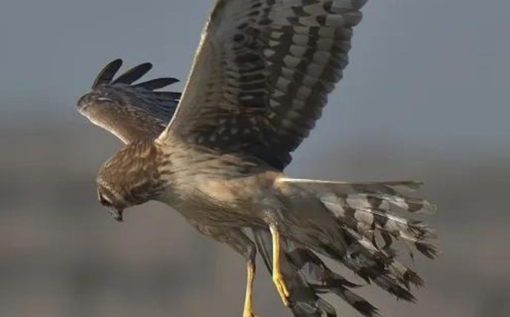 Cooper’s Hawk
