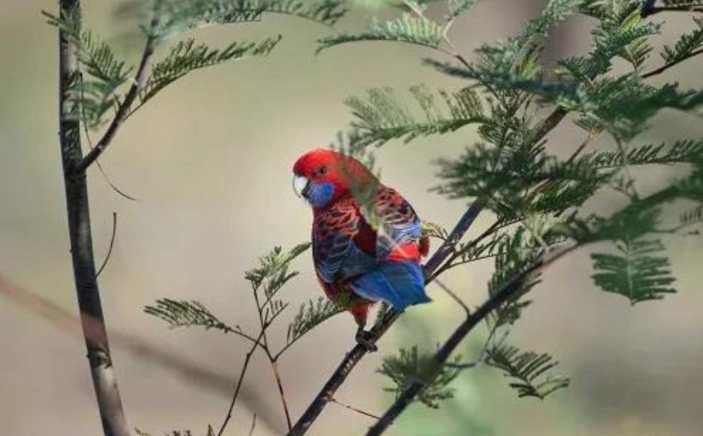 Crimson Rosella