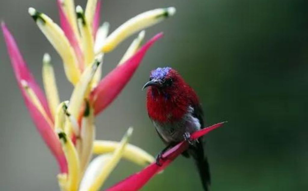 Crimson Sunbird