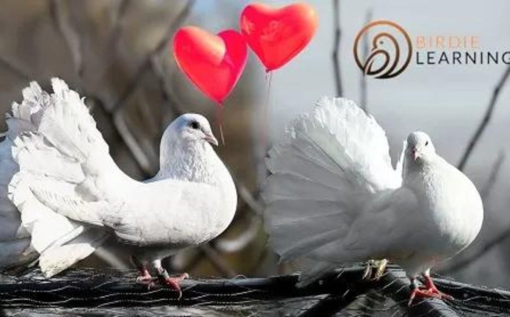 Do Pigeons Mate for Life