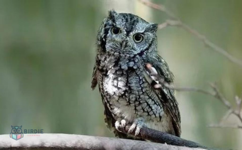 Eastern Screech Owl