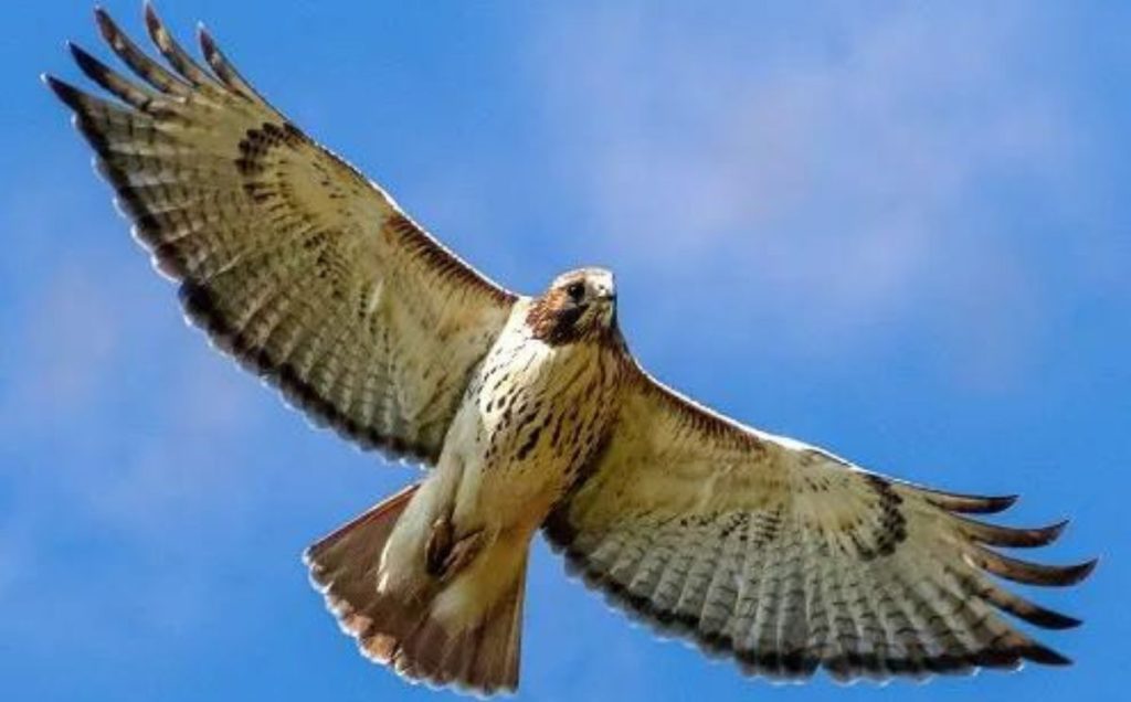 Embracing the Red-Tailed Hawk’s Wisdom